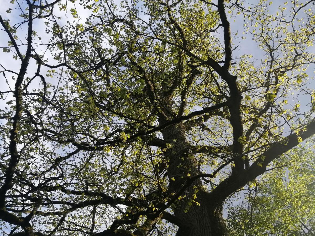 BiałowieżaOstojaアパートメント エクステリア 写真
